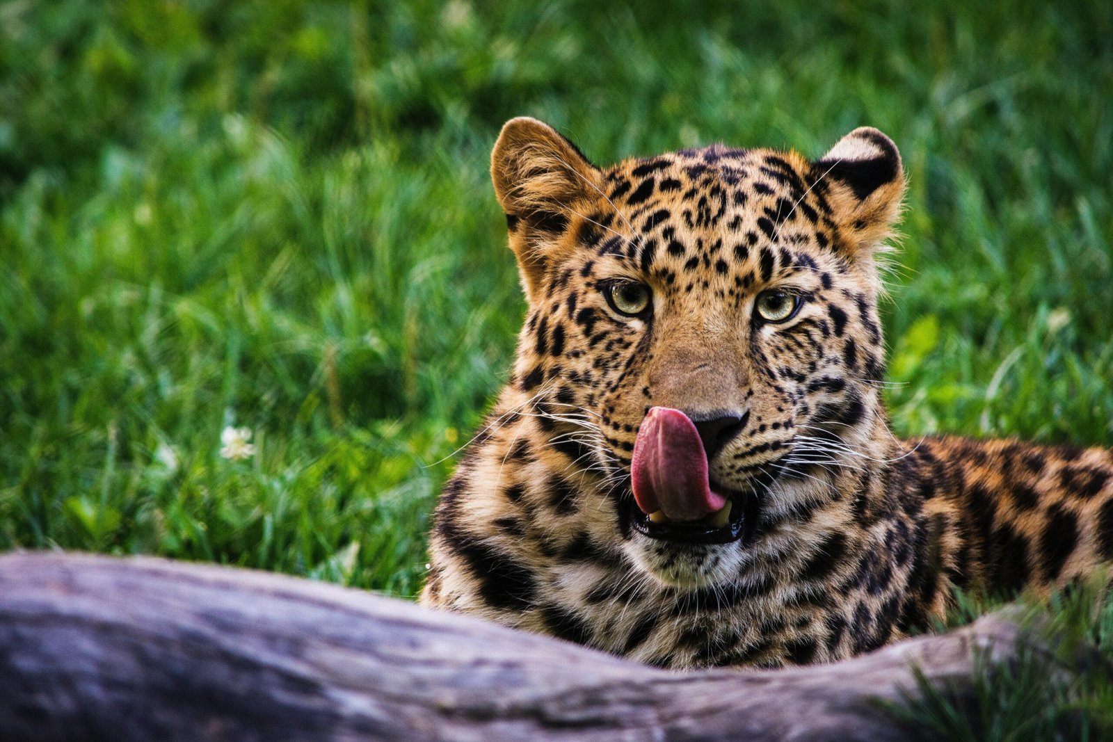 shallow focus photography of leopard